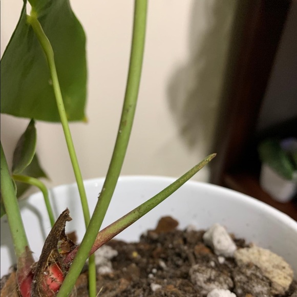 Anthurium queremalense - Picture 2 of 2